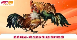 Đá Gà Thomo - Kèo Cược Uy Tín, Kịch Tính Theo Dõi
