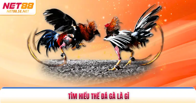 Tìm hiểu thế đá gà là gì